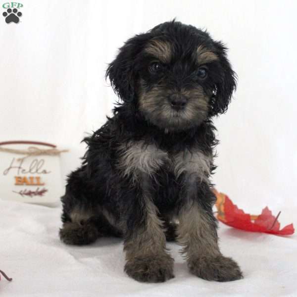 Jasper, Yorkie Poo Puppy